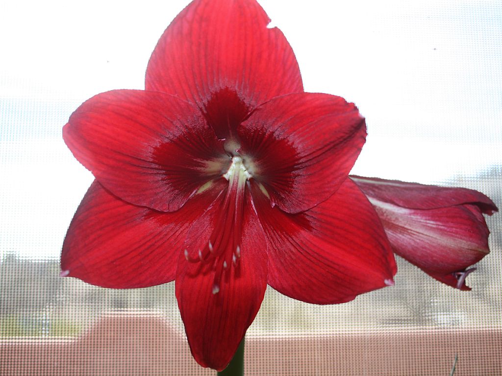 Red Amaryllis