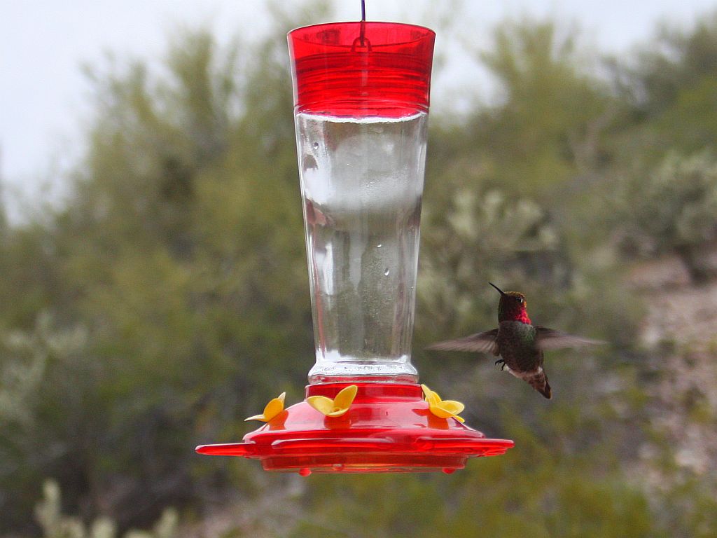 Hummingbird