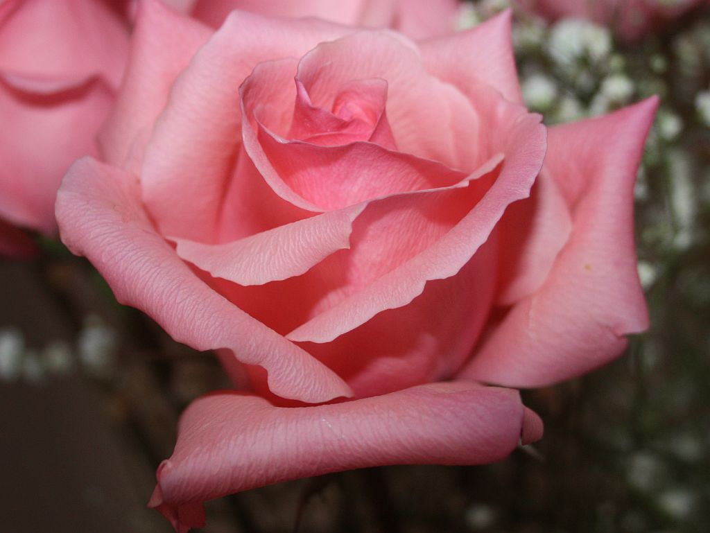 A Gelato Rose