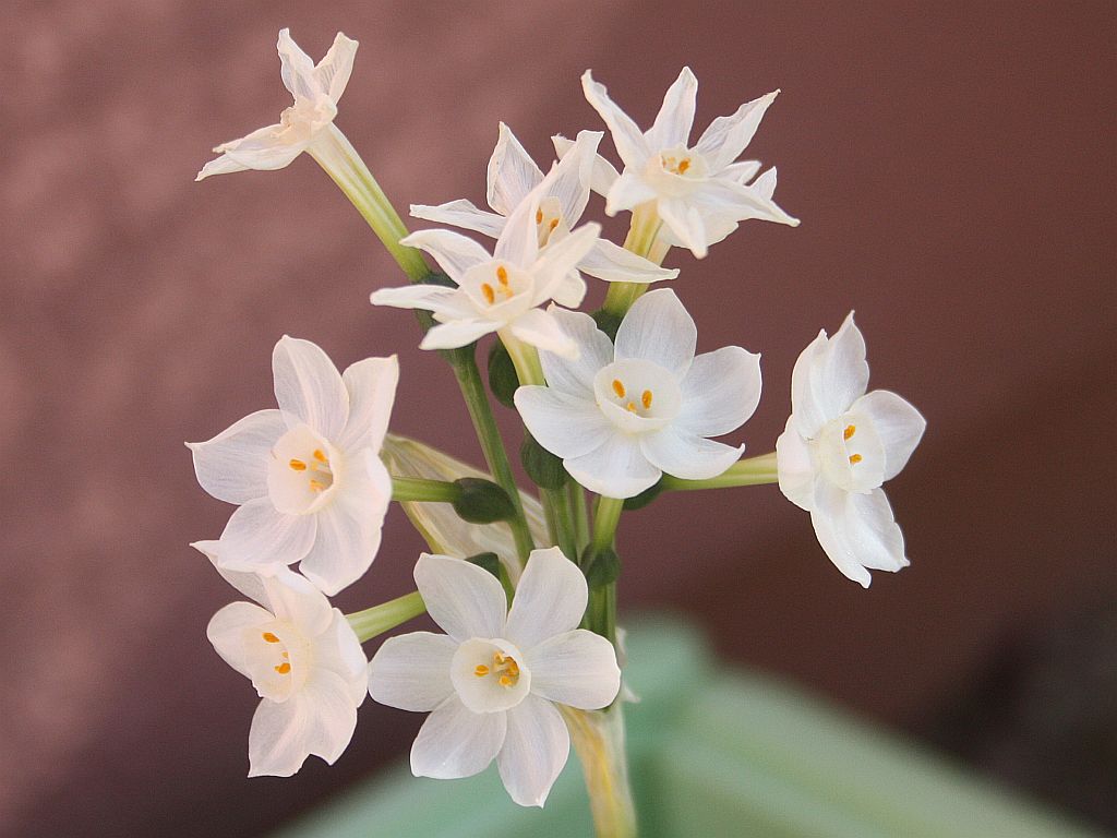 Paperwhite Flowers