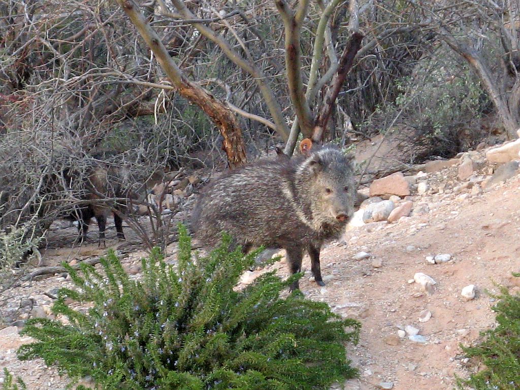 Evening Javelina Visit