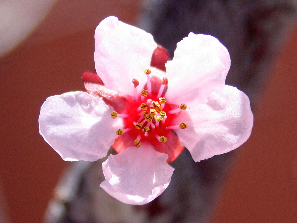 First Plum Flower of Spring