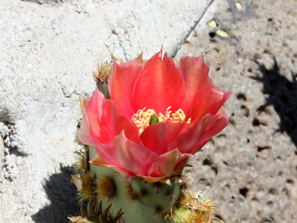 Prickly Pear Flower