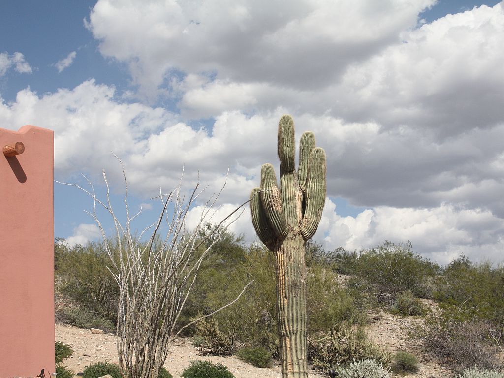 The Desert Sky and our Saguaro