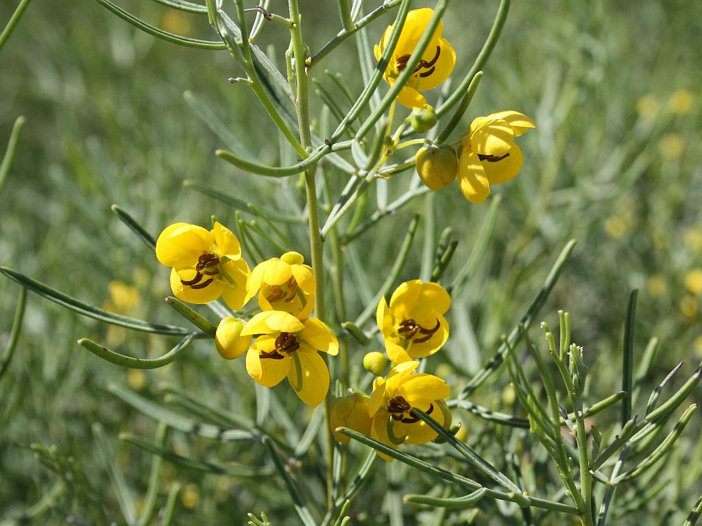 Desert Spring Wildflowers