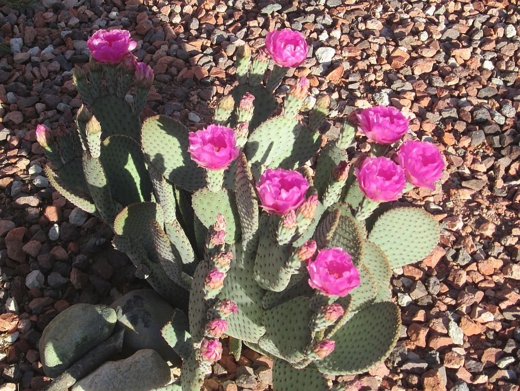 Beavertail Cactus Flowers