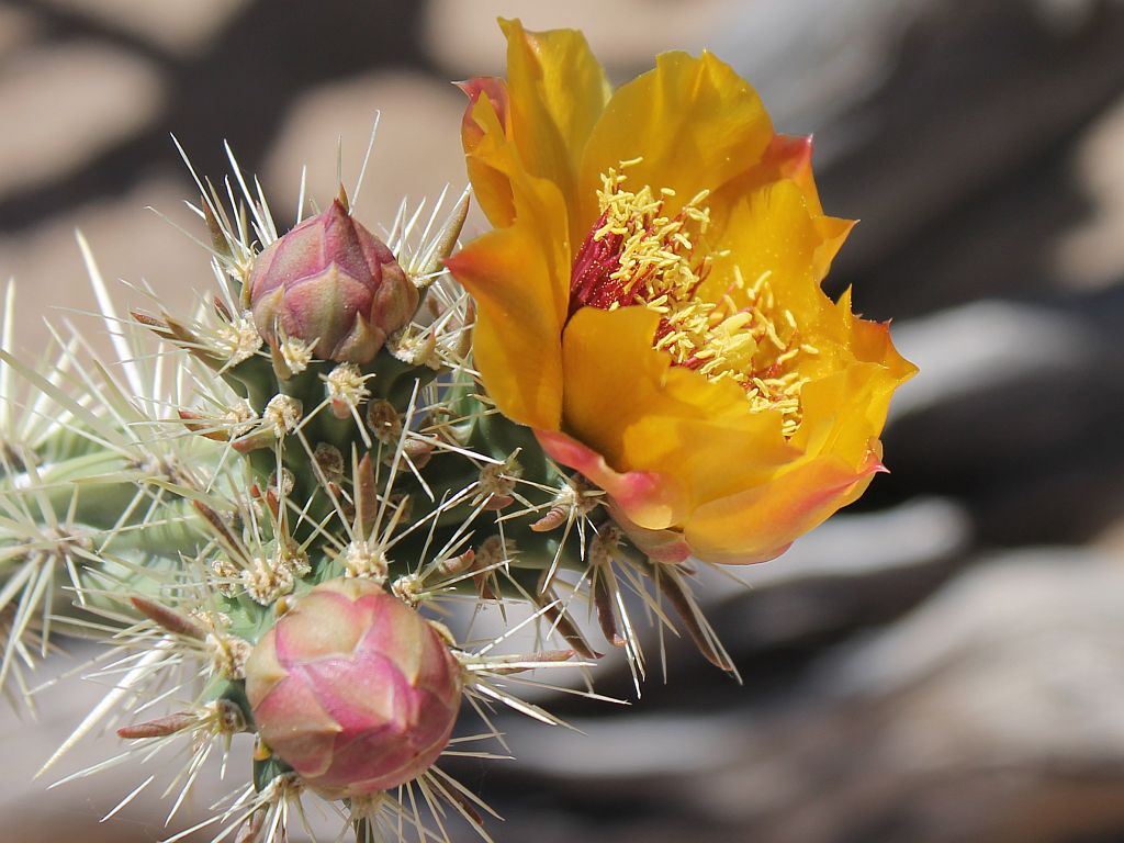 Cholla Flower and Buds