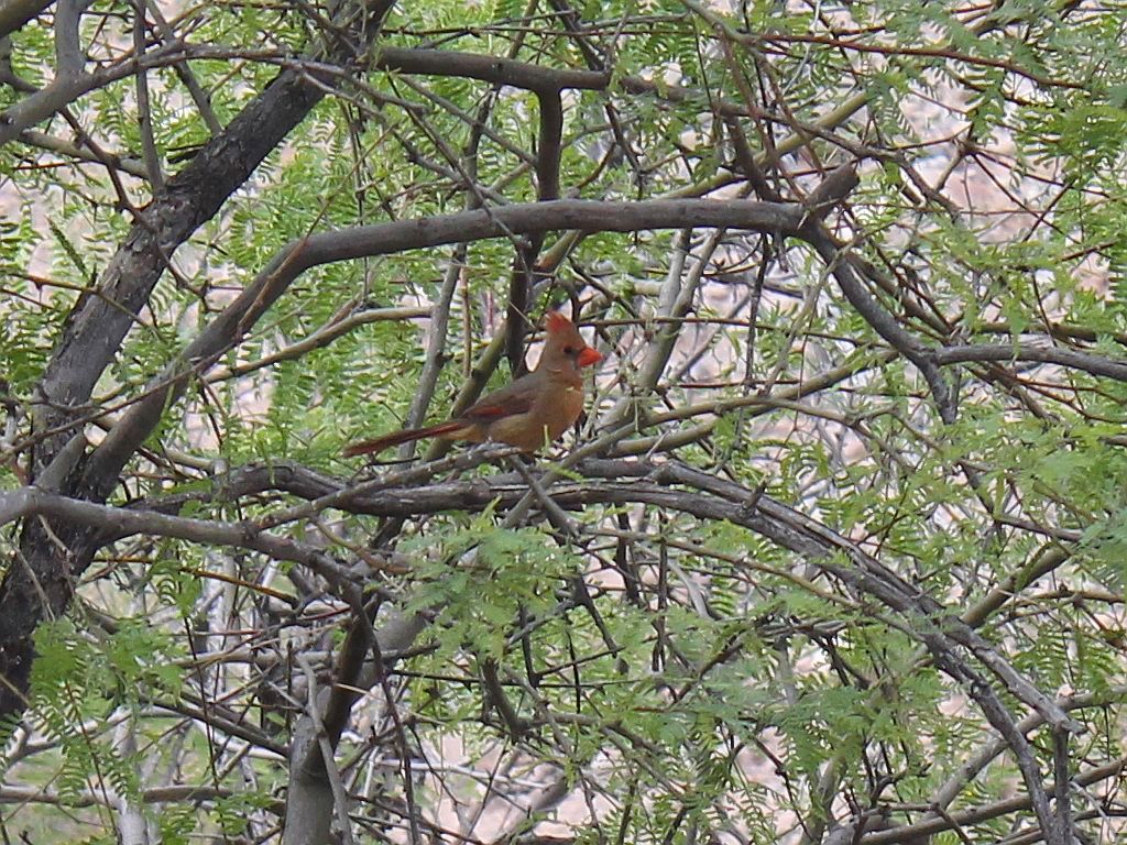 Female Cardinal in a Mesquite Tree