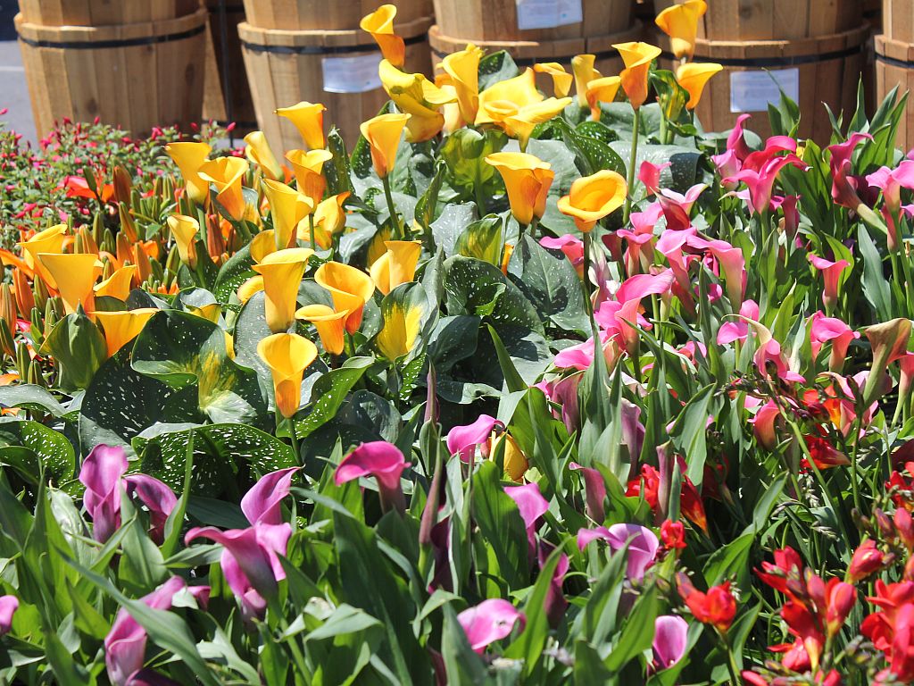 Flowers at the Garden Shop