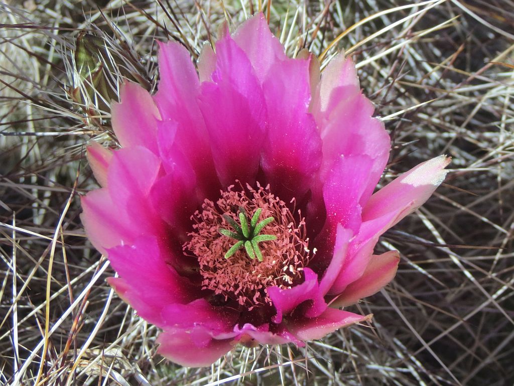 Hedgehog Cactus Flower