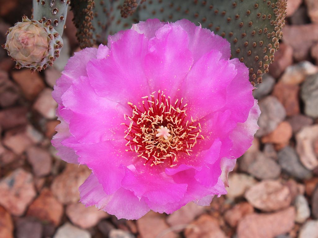 Pink Beavertail Cactus Flower