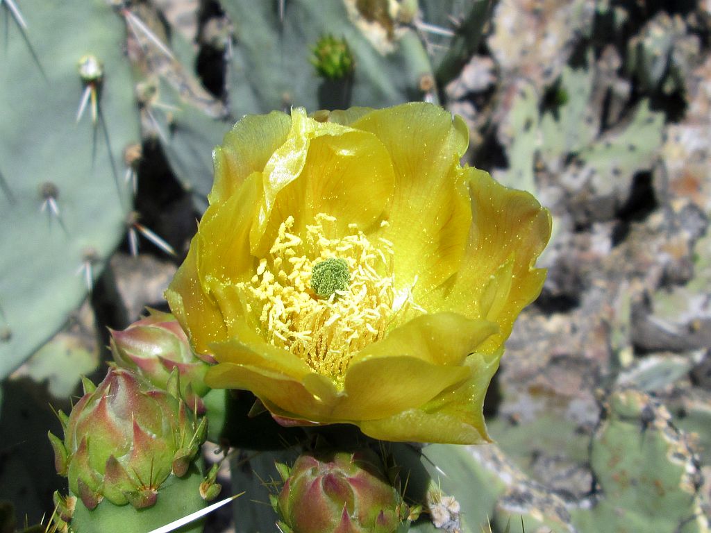 Prickly Pear Cactus Flower