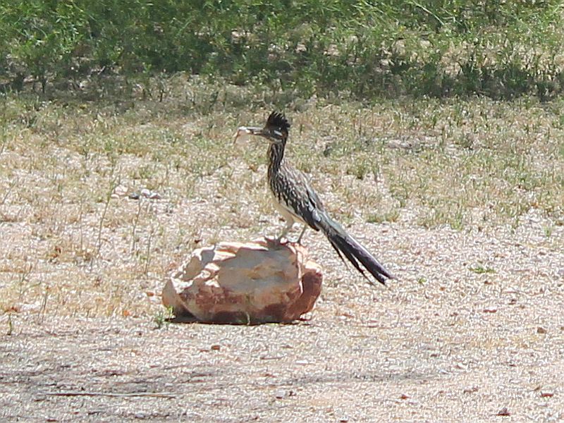 Roadrunner