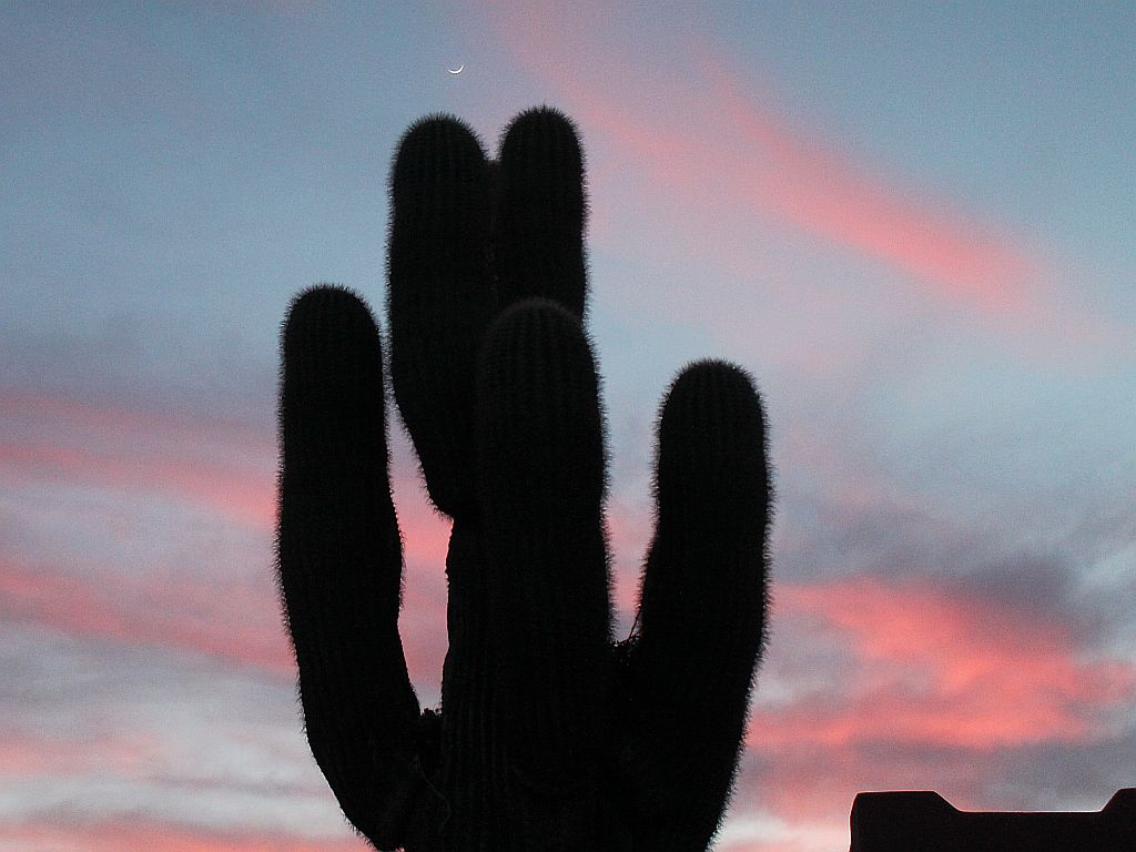 Sunset, Moonset and Saguaro