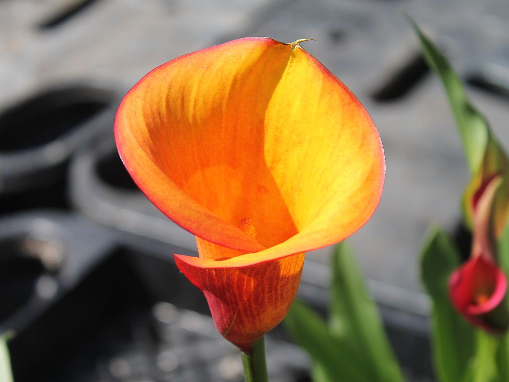 A Sunset Lily