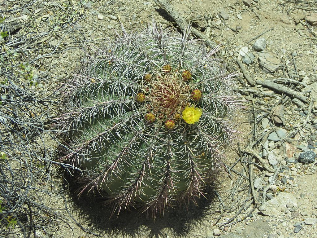 Compass Cactus Flower