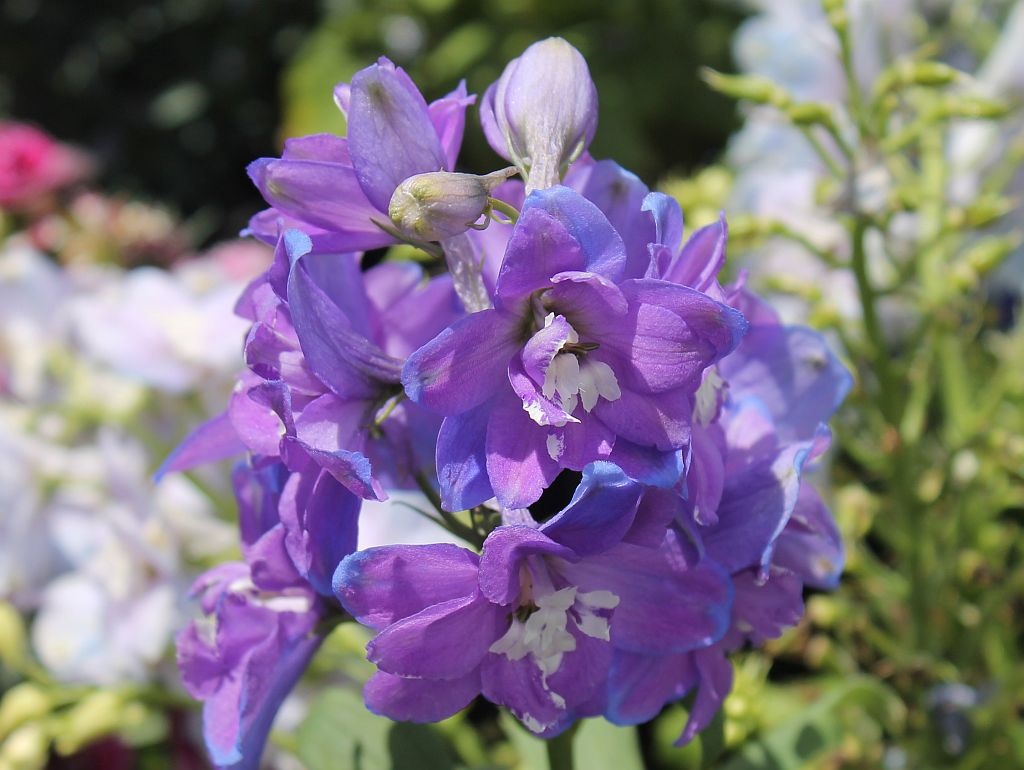 Delphinium Flower