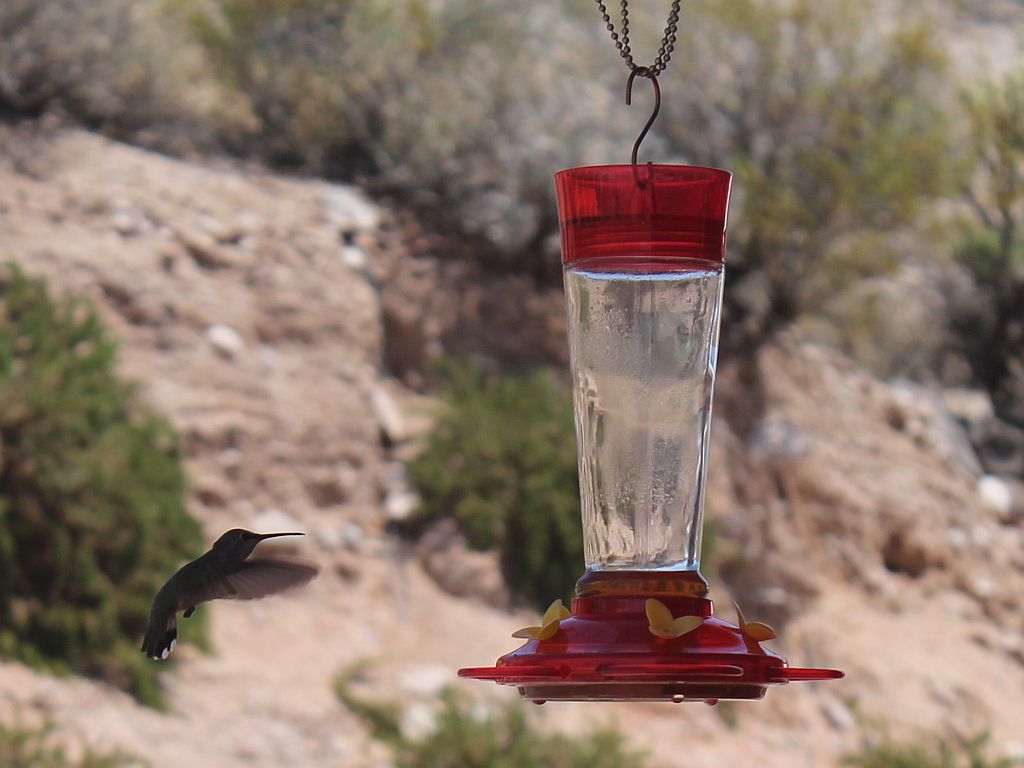 Hummingbird Feeder