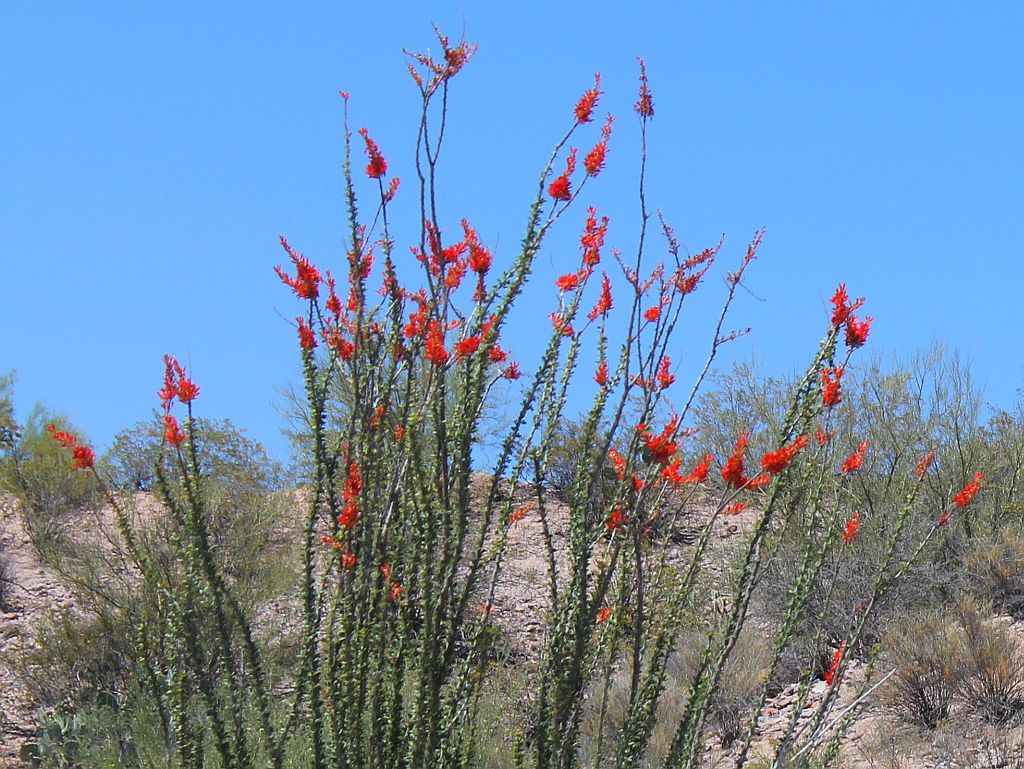 Ocotillo in Bloom