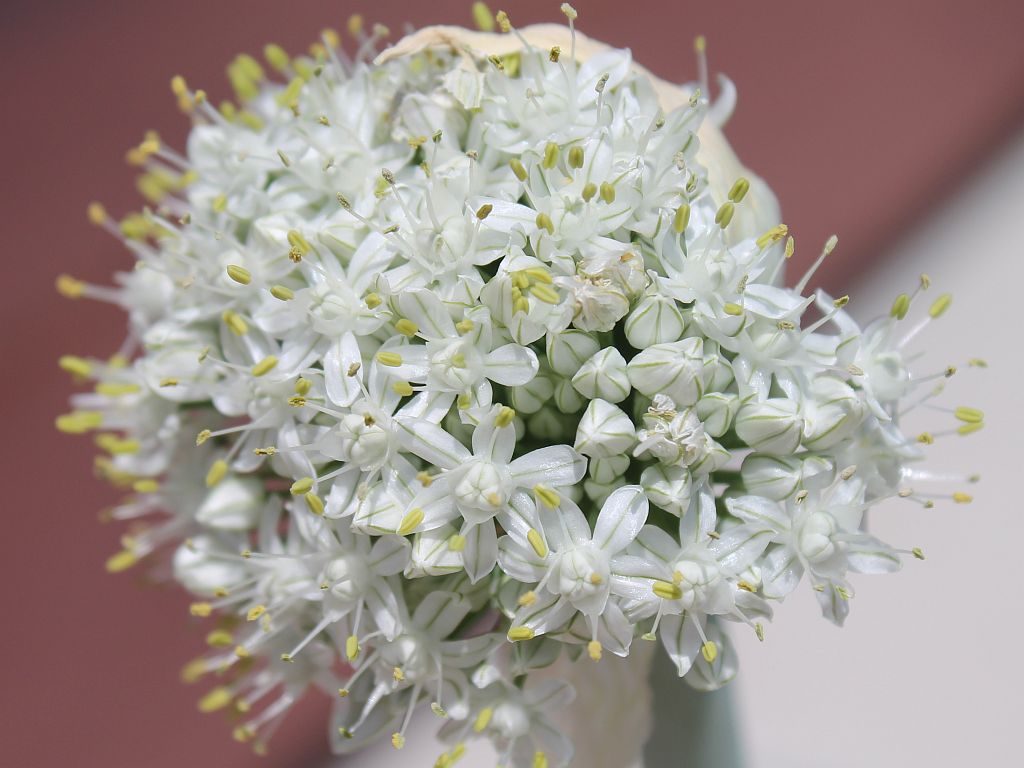 Onion Flowers