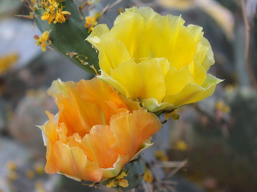 Orange and Yellow Prickly Pear Flowers