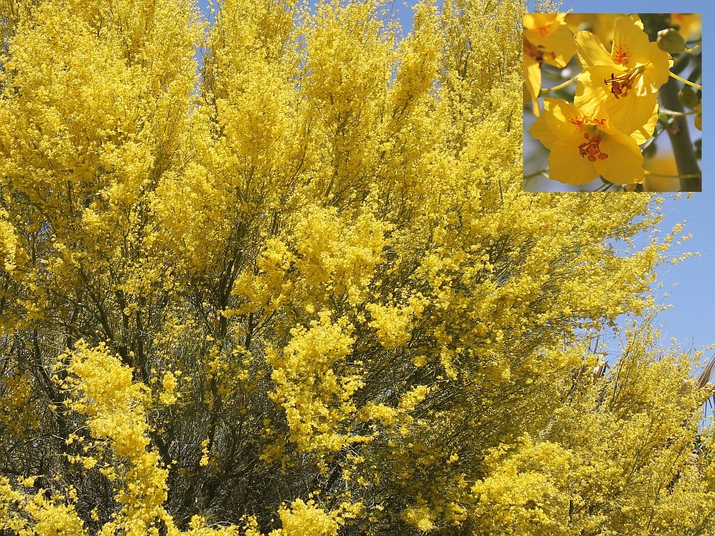 Palo Verde In Bloom