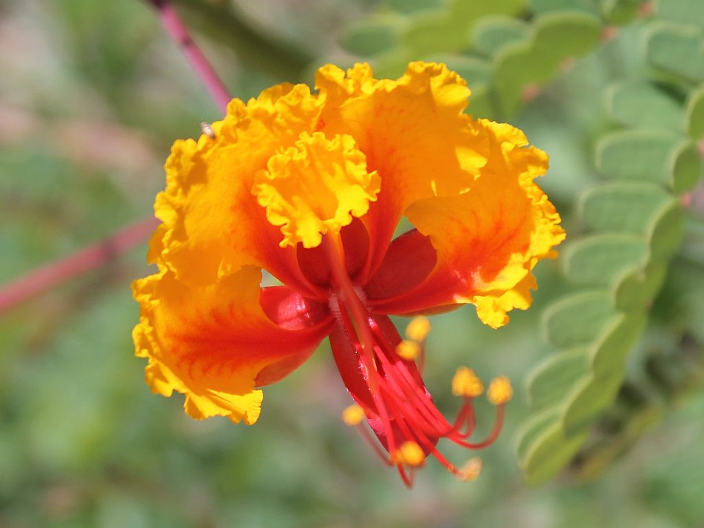 Red Bird Of Paradise Flower