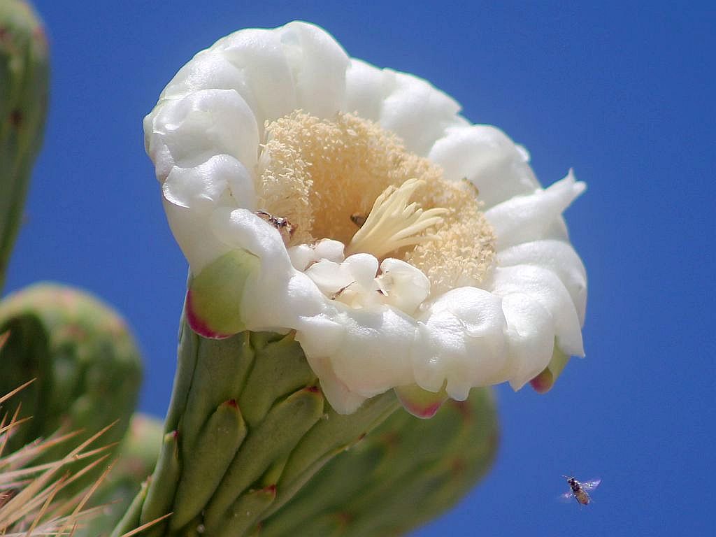 Saguaro Flower