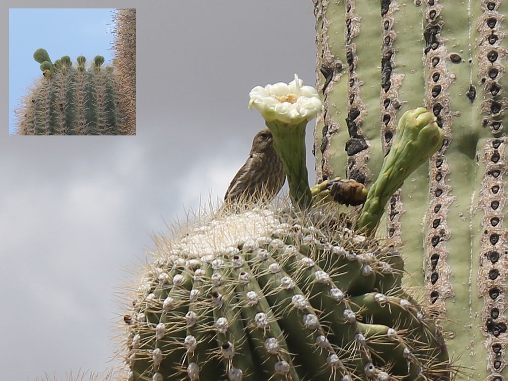 Saguaro Flowers