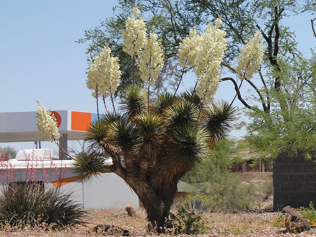 Yucca in Bloom