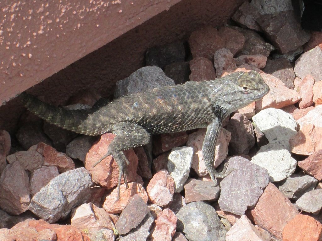 Desert Spiny Lizard