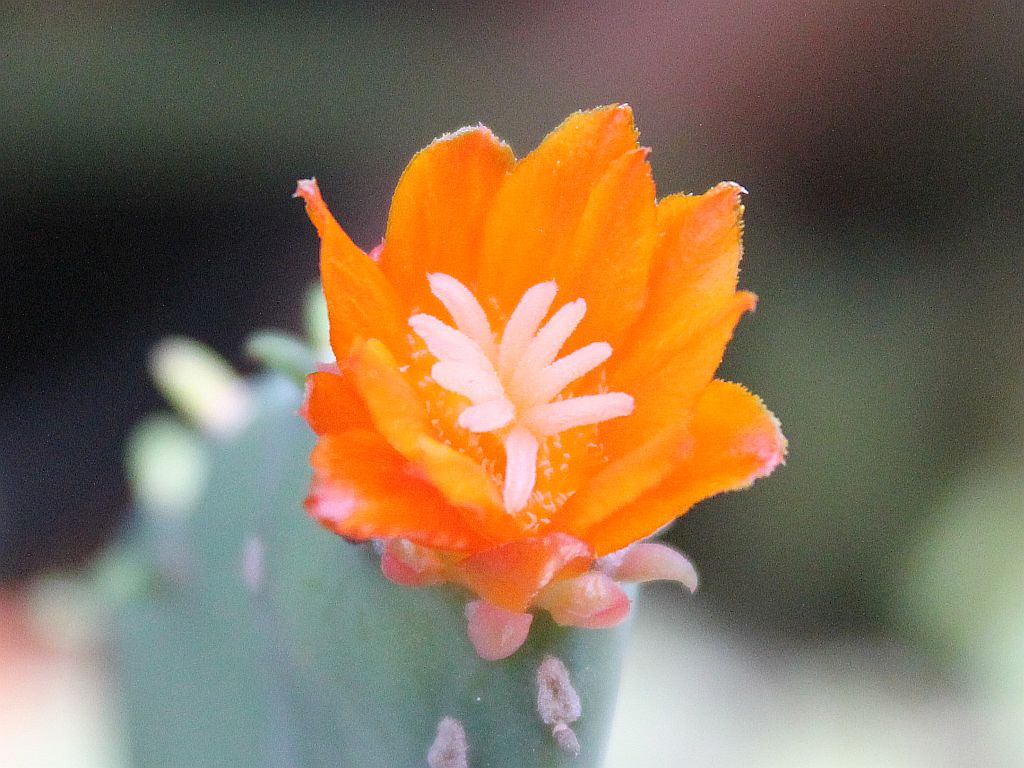 Tiny Cactus Flower