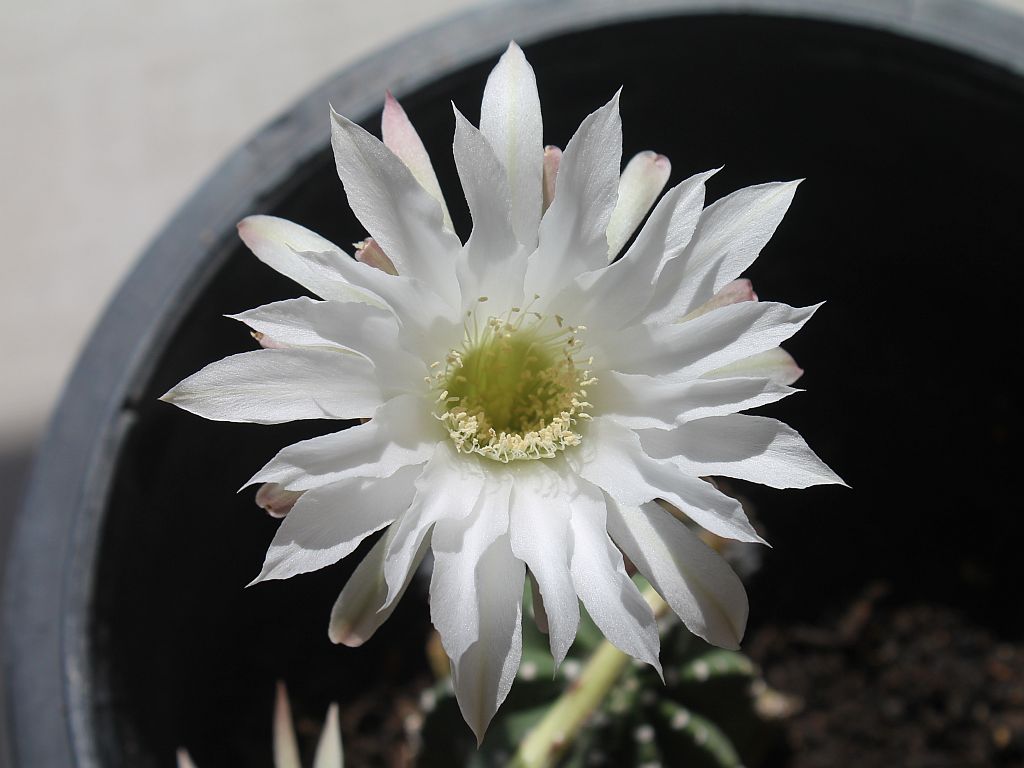 Cereus Cactus Flower