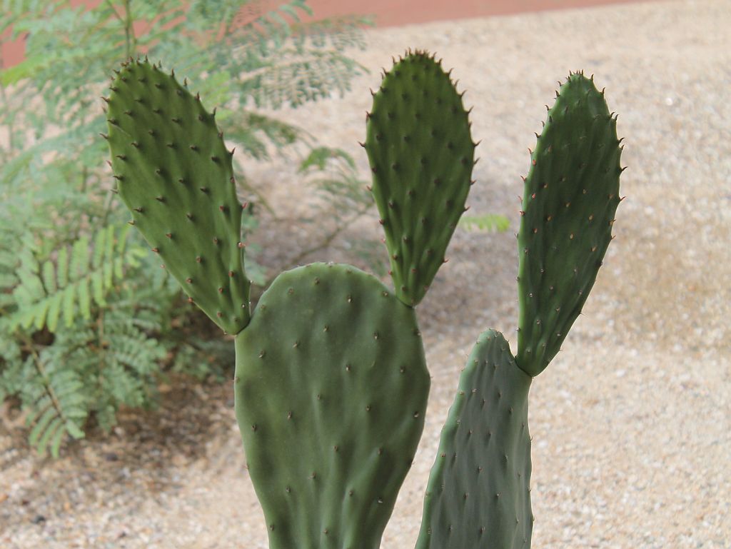 prickly-pear-in-the-courtyard.jpg