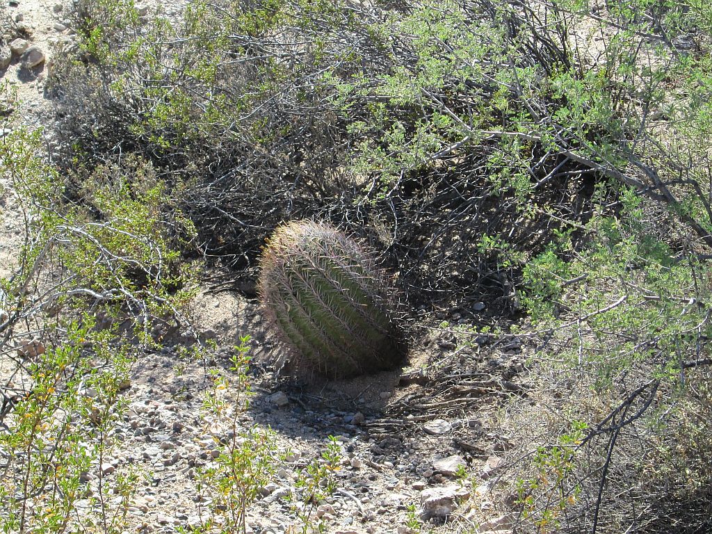 Compass Barrel Cactus