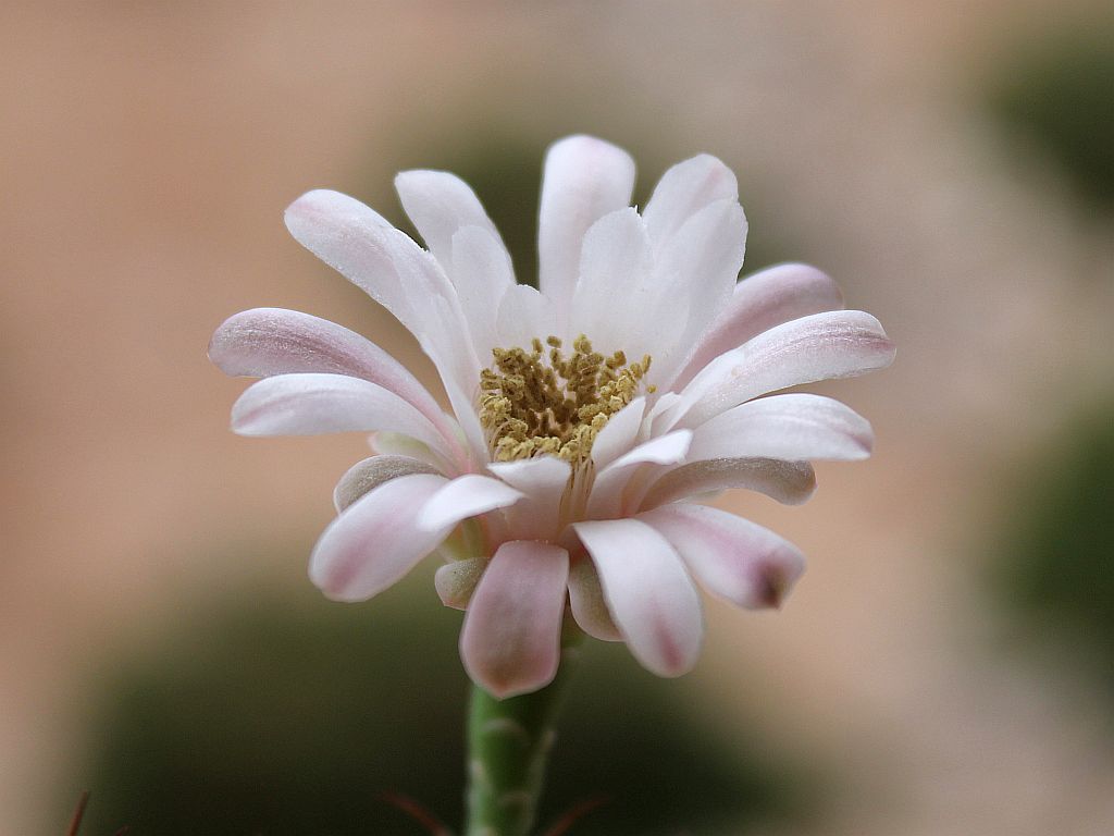 Gymnocalycium Friederichii Flower