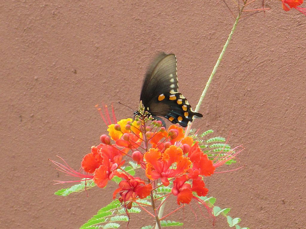butterfly and red bird flower