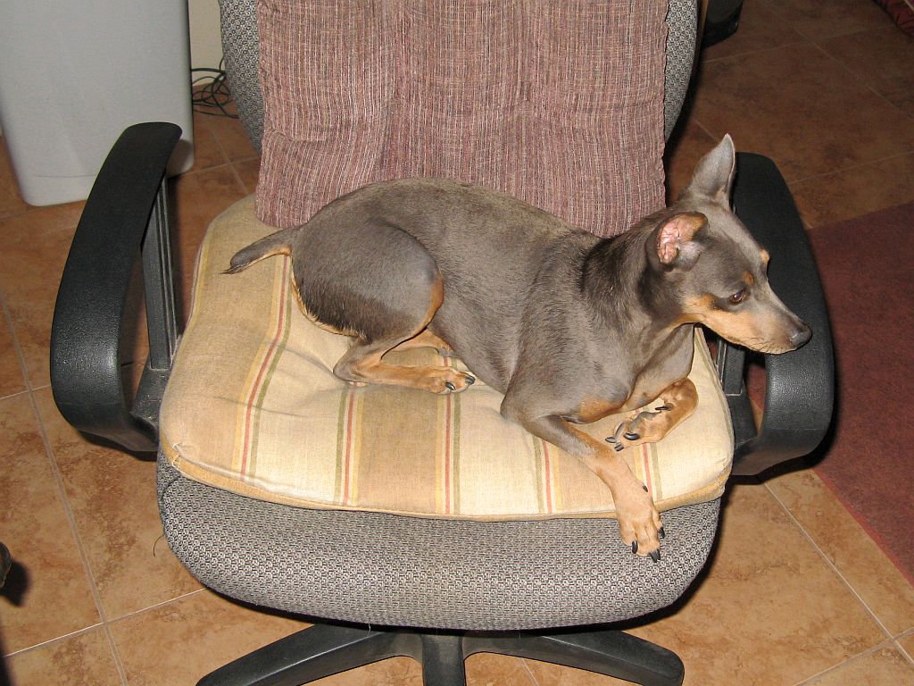 The Office Chair