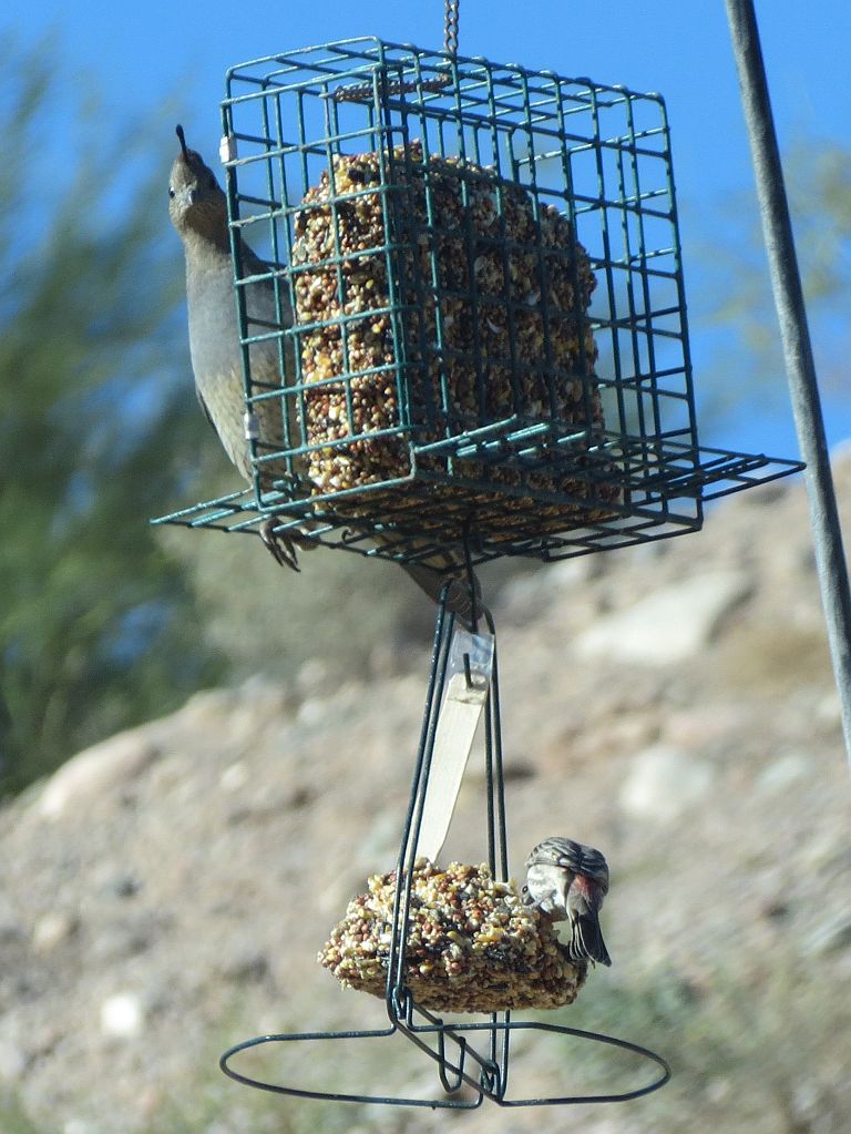 Quail on the Seed Block