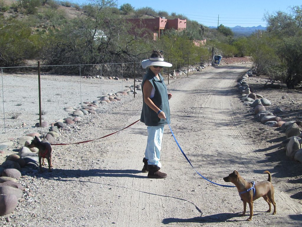 Walking the Dogs
