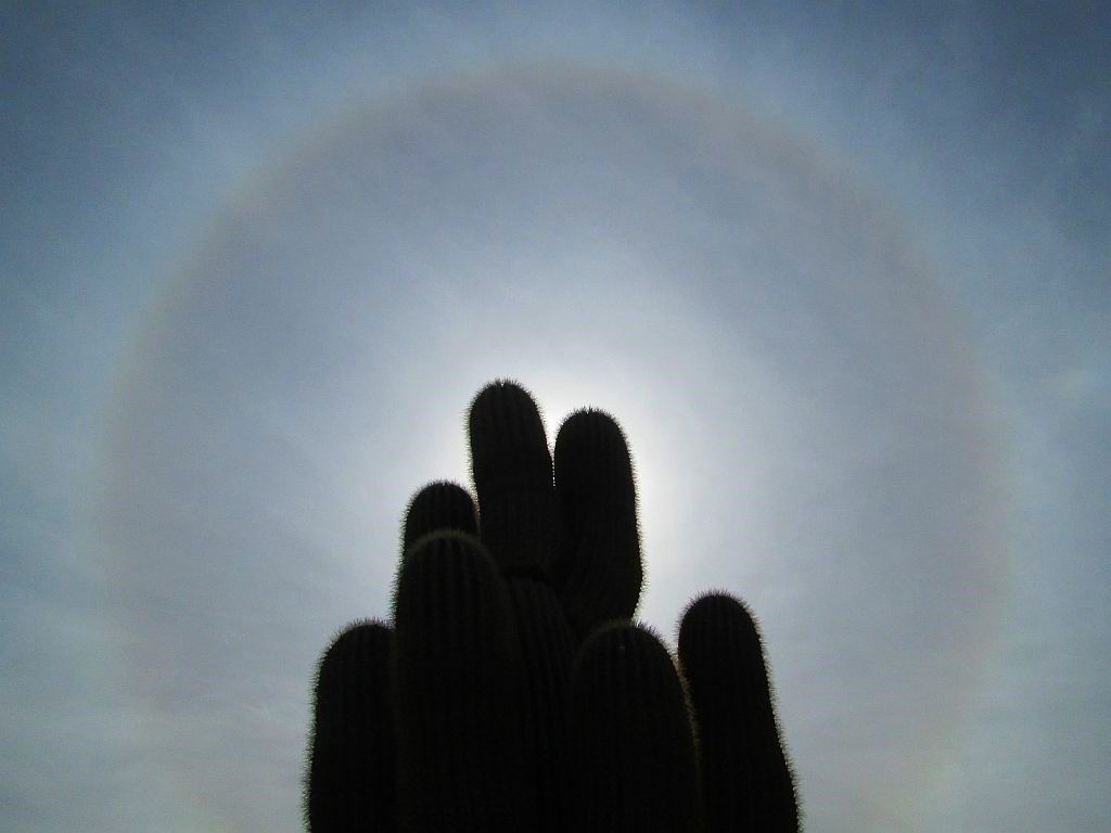 Ring Around the Saguaro