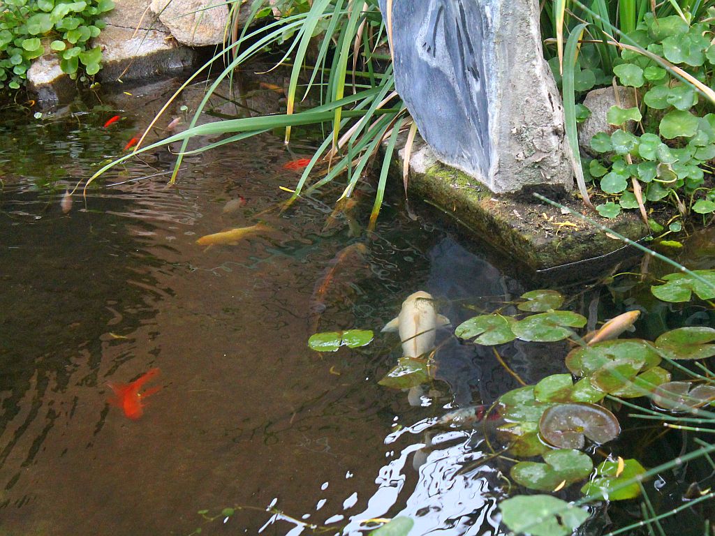 Koi Pond Water Zen