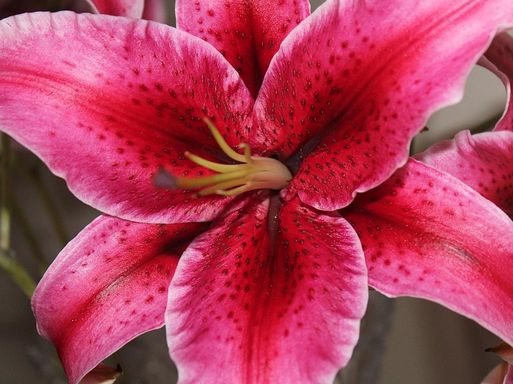 Red Stargazer Lily