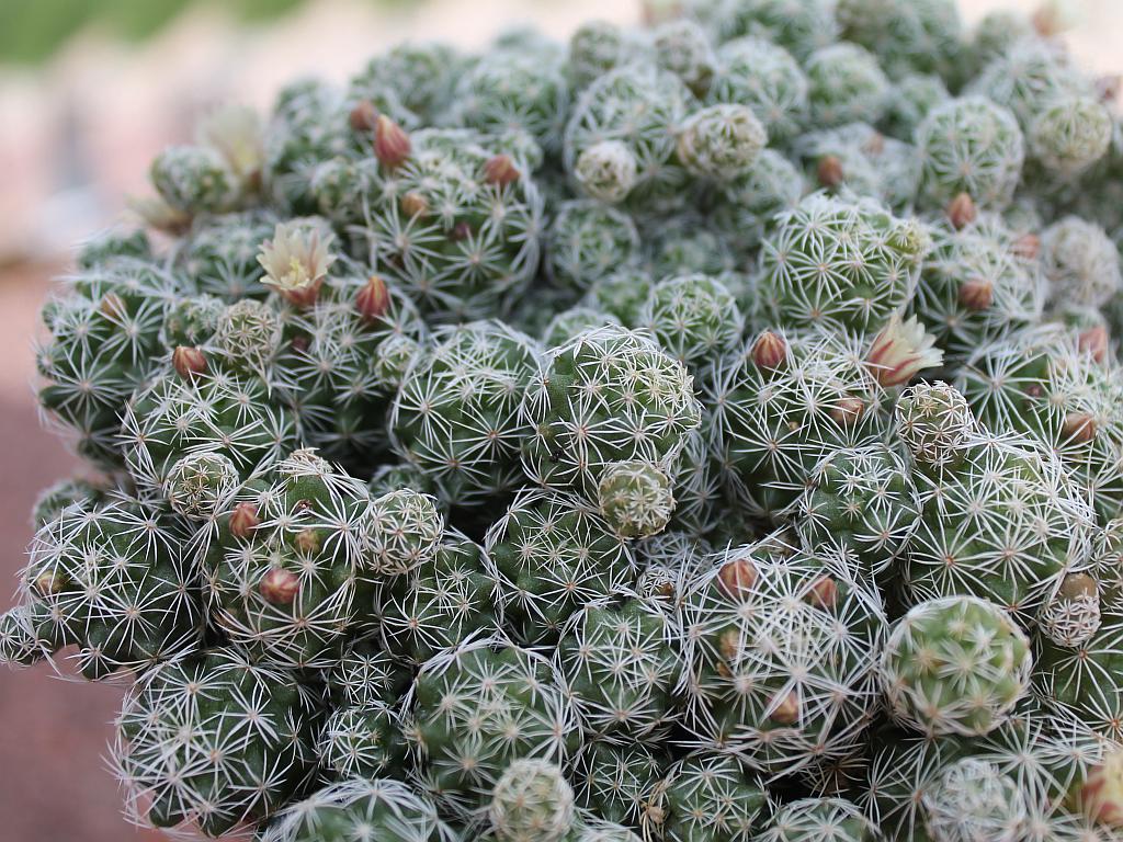 Thimble Cactus