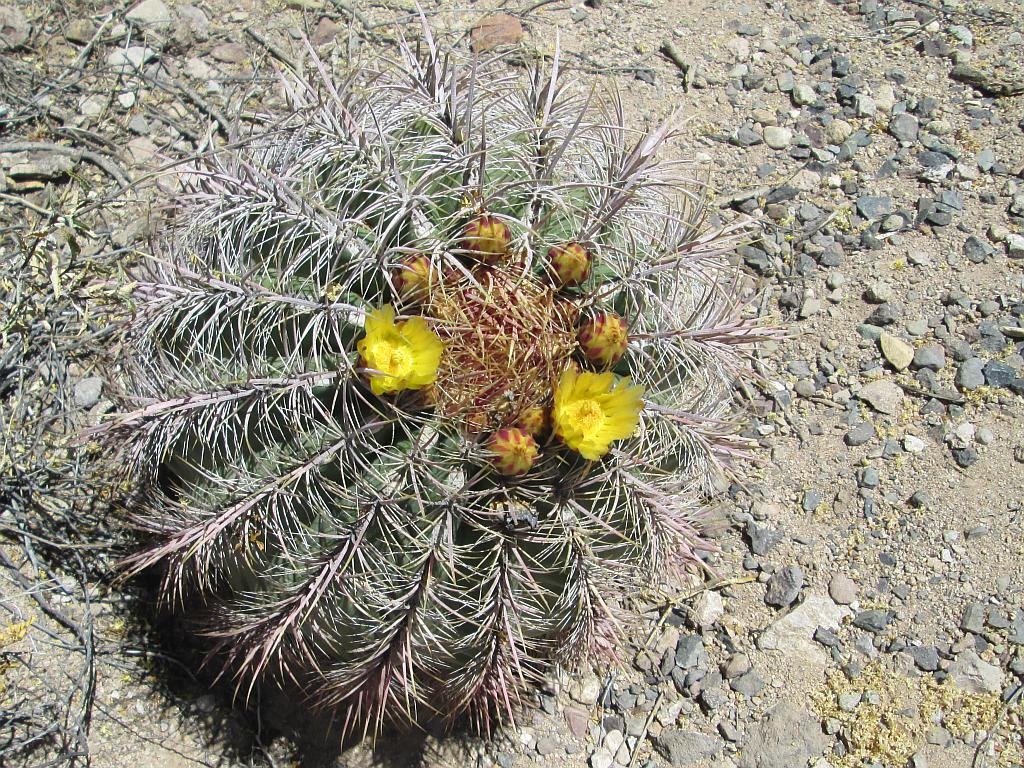 Compass Cactus Flowers