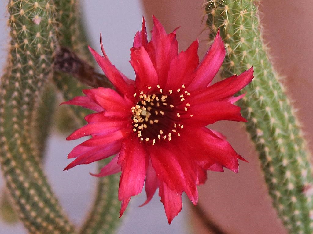 Dreadlock Cactus Flower