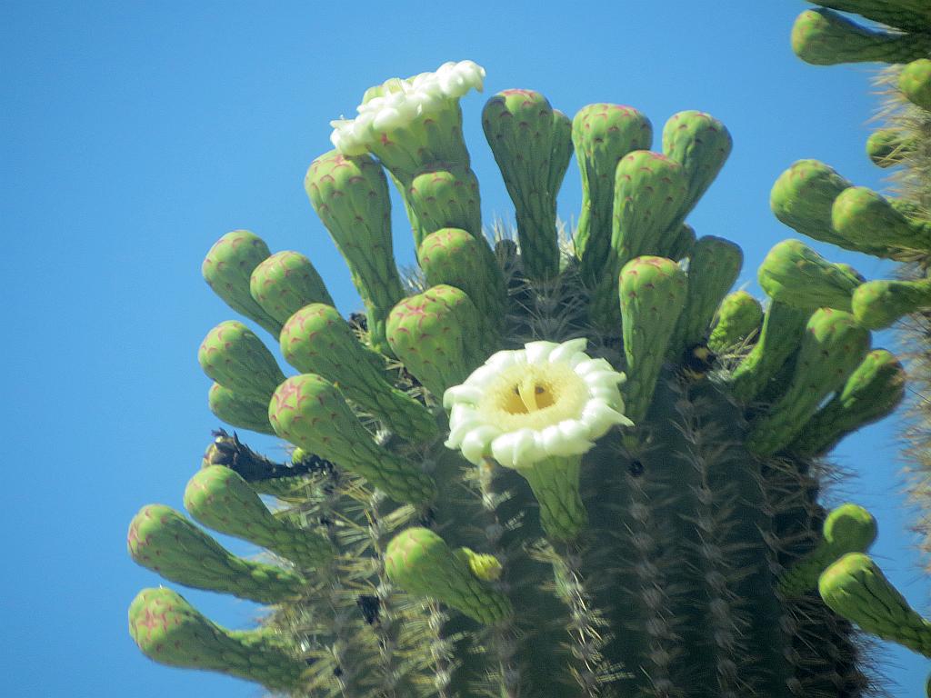 Saguaro Flowers