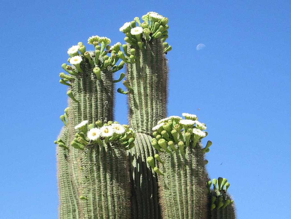 Spring Saguaro Flowers and Moonset