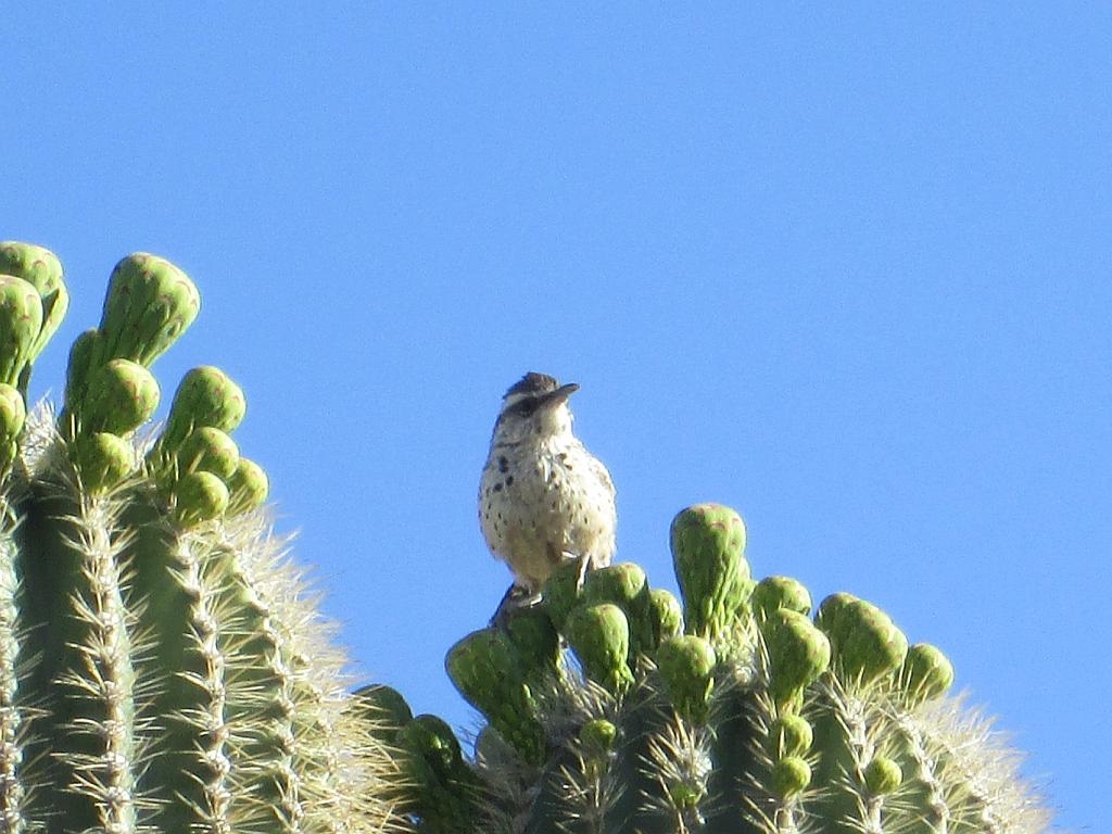 Arizona State Bird and Flower