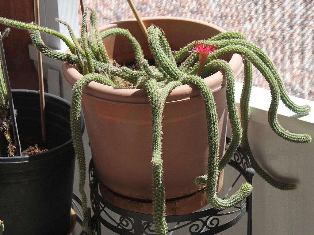 Weird Cactus